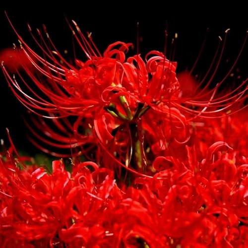 Steinlilie Blumenzwiebel Lycoris ideal für Beete und Kübel-10zwiebeln-X Steinlilie Blumenzwiebel Lycoris ideal für Beete und Kübel-10zwiebeln-X von HWEKHJVC