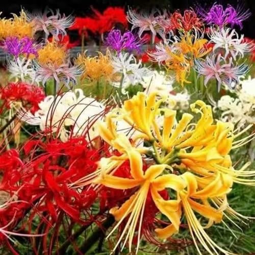 Steinlilie Blumenzwiebel Lycoris ideal für Beete und Kübel-4zwiebeln-C Steinlilie Blumenzwiebel Lycoris ideal für Beete und Kübel-4zwiebeln-C von HWEKHJVC