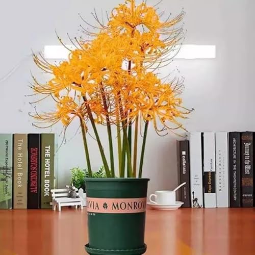 Steinlilie Blumenzwiebel Lycoris ideal für Beete und Kübel-4zwiebeln-N Steinlilie Blumenzwiebel Lycoris ideal für Beete und Kübel-4zwiebeln-N von HWEKHJVC
