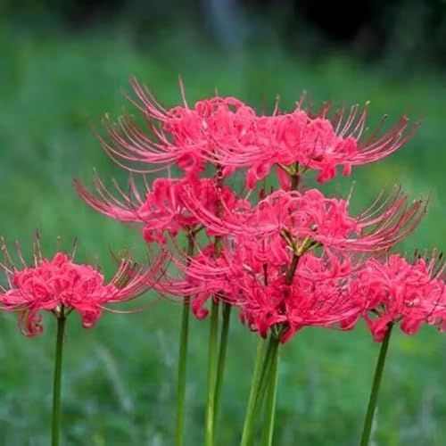Steinlilie Blumenzwiebel Lycoris ideal für Beete und Kübel-6zwiebeln-V Steinlilie Blumenzwiebel Lycoris ideal für Beete und Kübel-6zwiebeln-V von HWEKHJVC