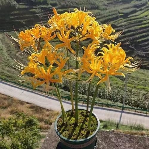 Steinlilie Blumenzwiebel Lycoris ideal für Beete und Kübel-8zwiebeln-K Steinlilie Blumenzwiebel Lycoris ideal für Beete und Kübel-8zwiebeln-K von HWEKHJVC