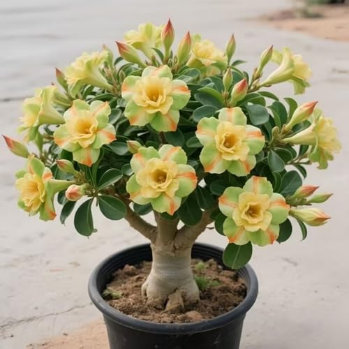 Wüstenrosenzwiebeln schmücken Ihren Garten mit ihrer künstlerischen Note.-5zwiebeln-C Wüstenrosenzwiebeln schmücken Ihren Garten mit ihrer künstlerischen Note.-5zwiebeln-C von HWEKHJVC