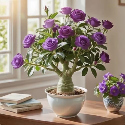 Wüstenrosenzwiebeln sind elegant und romantisch und erhellen Ihren Wohnraum.-2zwiebeln-X Wüstenrosenzwiebeln sind elegant und romantisch und erhellen Ihren Wohnraum.-2zwiebeln-X von HWEKHJVC