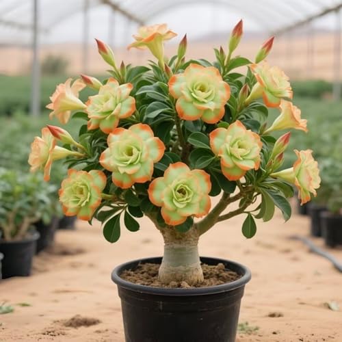 Wüstenrosenzwiebeln sind langlebig und einfach zu züchten und schaffen einen einzigartigen Garten.-1zwiebeln-Z Wüstenrosenzwiebeln sind langlebig und einfach zu züchten und schaffen einen einzigartigen Garten.-1zwiebeln-Z von HWEKHJVC