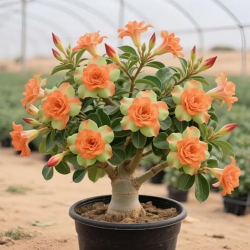 Wüstenrosenzwiebeln sind langlebig und einfach zu züchten und schaffen einen einzigartigen Garten.-4zwiebeln-X Wüstenrosenzwiebeln sind langlebig und einfach zu züchten und schaffen einen einzigartigen Garten.-4zwiebeln-X von HWEKHJVC