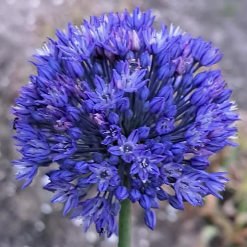 Zierlauch Blumenzwiebel dekorative Wahl für Beete und Rabatten-10zwiebeln-V Zierlauch Blumenzwiebel dekorative Wahl für Beete und Rabatten-10zwiebeln-V von HWEKHJVC