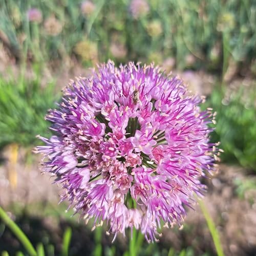 Zierlauch Blumenzwiebel dekorative Wahl für Beete und Rabatten-15zwiebeln-N Zierlauch Blumenzwiebel dekorative Wahl für Beete und Rabatten-15zwiebeln-N von HWEKHJVC