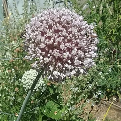 Zierlauch Blumenzwiebel dekorative Wahl für Beete und Rabatten-6zwiebeln-X Zierlauch Blumenzwiebel dekorative Wahl für Beete und Rabatten-6zwiebeln-X von HWEKHJVC