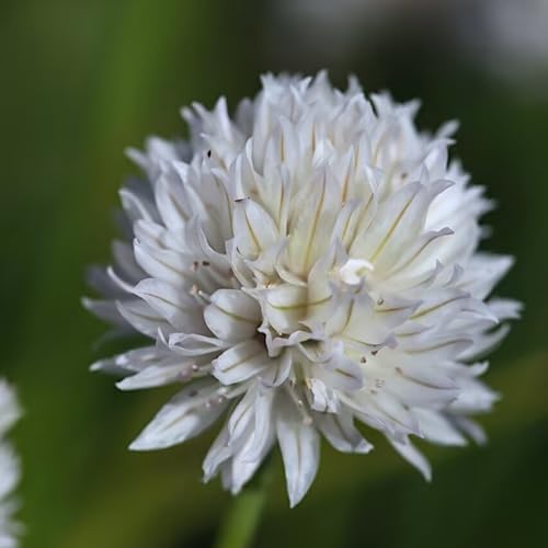 Zierlauch Blumenzwiebel dekorative Wahl für Beete und Rabatten-8zwiebeln-C Zierlauch Blumenzwiebel dekorative Wahl für Beete und Rabatten-8zwiebeln-C von HWEKHJVC