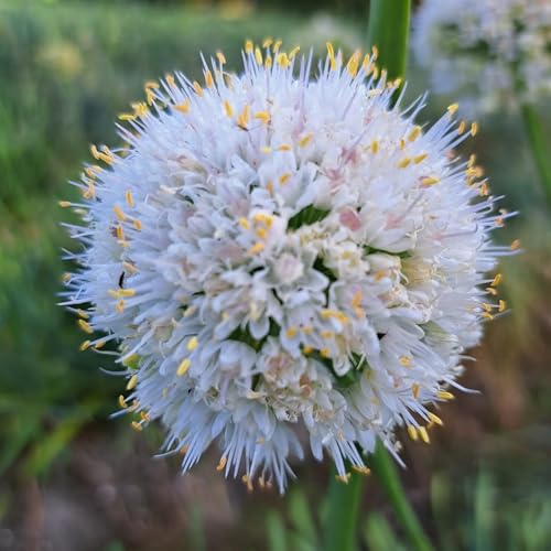 Zierlauch Blumenzwiebel dekorative Wahl für Beete und Rabatten-8zwiebeln-K Zierlauch Blumenzwiebel dekorative Wahl für Beete und Rabatten-8zwiebeln-K von HWEKHJVC