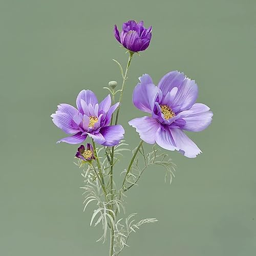 HXSCOO Blume Einzelzweig 4 Gabel Königin Kosmos Nachahmung Gefälschte Blume Seidenblume Wohnzimmer Arrangement Hochzeitsdekoration (Color : 77cm-Light Purple) von HXSCOO