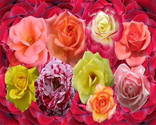 Fototapeten Rose 3D Moderne Vlies Wandbilder Tapeten Wandtapete Wandmalerei Wand Dekoration Für Schlafzimmer Flur Wandtattoo Dekoration 250cm×175cm(Breite x Höhe) von HYMZHL