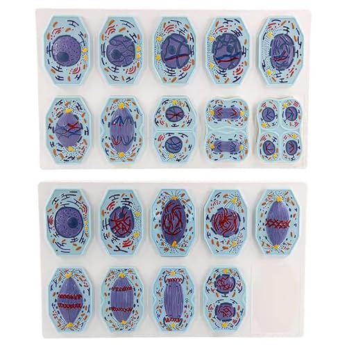 HYYKEJI Zelle Anatomie Modell, Tier Zelle Mitose und Meiose Modell, 19pcs Detaillierte Chromosomen Stadien, Magnetische Absaugung, Zellstruktur Klassifizierung, für Biologie Klassenzimmer Lernen HYYKEJI Zelle Anatomie Modell, Tier Zelle Mitose und Meiose Modell, 19pcs Detaillierte Chromosomen Stadien, Magnetische Absaugung, Zellstruktur Klassifizierung, für Biologie Klassenzimmer Lernen von HYYKEJI