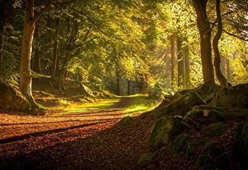 Haeran River Wald Herbst Schottland Bäume Straße Naturlandschaft Malen nach Zahlen DIY einzigartige Leinwand Ölgemälde Kit Digital Painting von Haeran River