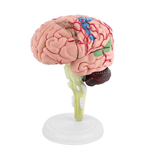 Modell - Menschliches Gehirn, 1 Stück farbcodiertes zerlegtes anatomisches Gehirnmodell, Medizinisches Lehrmittel von Hakeeta