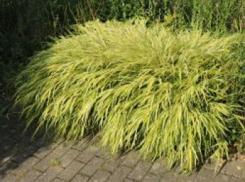 Gold-Japan-Berggras 'Aureola', Hakonechloa macra 'Aureola', Containerware von Hakonechloa macra 'Aureola'