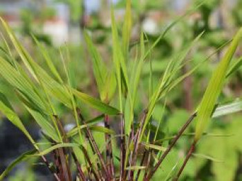 Japanisches Waldgras 'Beni Kaze', Hakonechloa macra 'Beni Kaze', Topfware von Hakonechloa macra 'Beni Kaze'