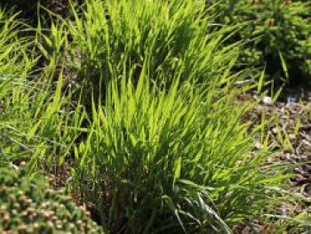 Japan Berggras, Hakonechloa macra, Containerware von Hakonechloa macra