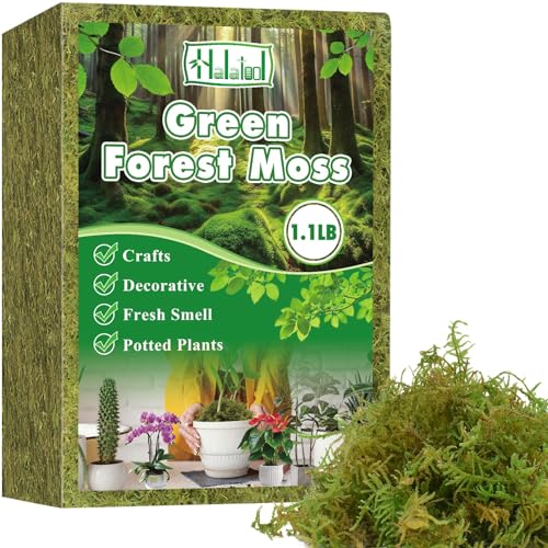Halatool 500g Moos für Pflanzen ，Orchideen Terrarium -Blumenerde -Innenpflanzen mit Feuchtigkeitsunternehmern organischer Dünger ，Forest Moos, Zimmerpflanzen ，Terrarien, Reptilien & Garten von Halatool