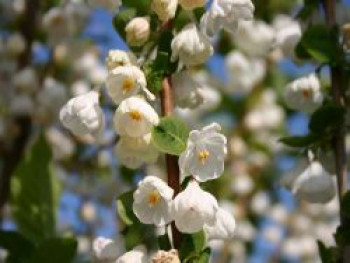 Schneeglöckchenbaum, 60-80 cm, Halesia carolina, Containerware von Halesia carolina