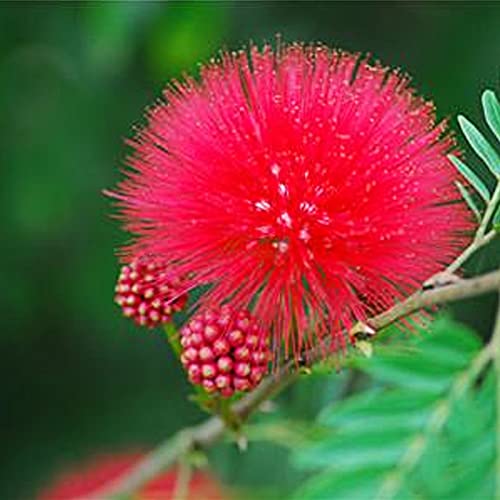 Haloppe 10 Stück Calliandra Haematocephata Blumen Pflanzensamen für die Bepflanzung des Hausgartens, rote Calliandra Haematocephata Samen für den Garten Zinnober Samen von Haloppe