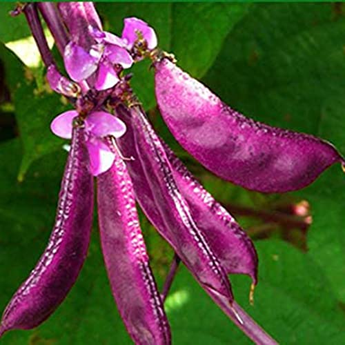 Haloppe 10 Stück Hyazinthe-Bohnen-Samen für die Bepflanzung des Hausgartens, Blumensamen, die lila Hyazinthe-Bohnen-Samen für den Bauernhof verklumpen Rot von Haloppe