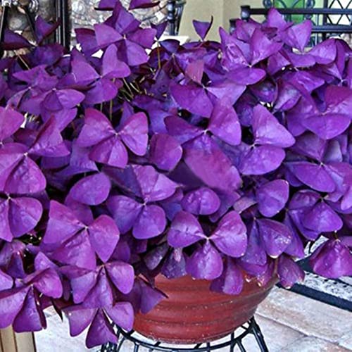 Haloppe 10 Stück Kleeblatt-Triangularis-Zwiebeln, Blumen, Pflanzen, Samen für die Hausgartenbepflanzung, Kleeblatt-Triangularis-Zwiebeln, einfach zu pflanzende Blattblumensamen Lila Oxalis-Zwiebeln von Haloppe