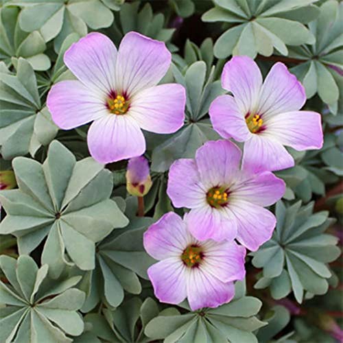 Haloppe 10 Stück Kleeblatt-Triangularis-Zwiebeln, Blumen, Pflanzen, Samen für die Hausgartenbepflanzung, Kleeblatt-Triangularis-Zwiebeln, einfach zu pflanzende Blattblumensamen Winterharte silberne Haloppe 10 Stück Kleeblatt-Triangularis-Zwiebeln, Blumen, Pflanzen, Samen für die Hausgartenbepflanzung, Kleeblatt-Triangularis-Zwiebeln, einfach zu pflanzende Blattblumensamen Winterharte silberne von Haloppe