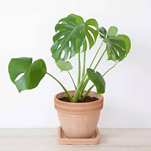 Haloppe 10 Stück Monstera-Pflanzensamen für die Bepflanzung des Hausgartens, Monstera-Samen, einfach zu züchten, Pflanzen, Ziergrün, Garten, Bürodekoration Monstera-Samen von Haloppe