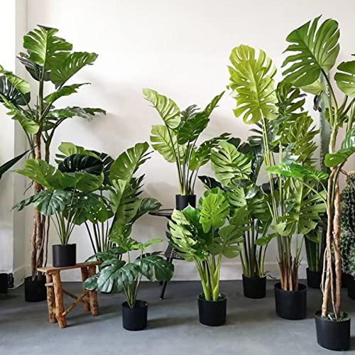 Haloppe 10 Stück Monstera-Pflanzensamen für die Bepflanzung des Hausgartens, Monstera-Samen, frische grüne Split-Blatt-Pflanzensamen Monstera-Samen von Haloppe