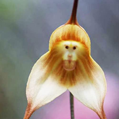 Haloppe 10 Stück Orchideenblumen Pflanzensamen für den Hausgarten, Affengesicht, Orchideensamen, Blumenpflanzen, Bonsai-Samen im Topf für den Garten Gelb von Haloppe