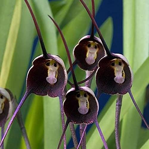 Haloppe 10 Stück Orchideenblumen Pflanzensamen für den Hausgarten, Affengesicht, Orchideensamen, Blumenpflanzen, Bonsai-Samen im Topf für den Garten Violett von Haloppe