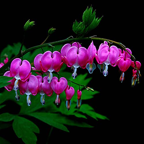 Haloppe 10 Stück Pfingstrosen-Blumen-Pflanzensamen für die Hausgartenbepflanzung, mehrjährige Kräuter Dicentra Spectabilis Blumenpflanze Tränendes Herz-Samen Violett von Haloppe