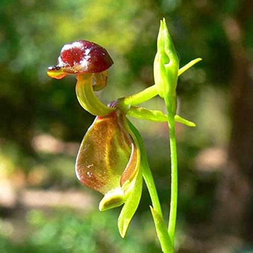 Haloppe 10 Stück fliegende Ente Orchidee Blumen Pflanzen Samen für Hausgarten Pflanzen, seltene fliegende Ente Orchidee Blumensamen Topfpflanze Gartendekoration Saatgut von Haloppe