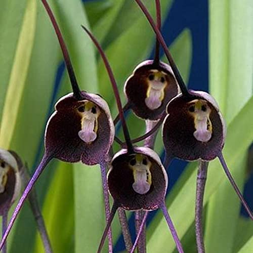 Haloppe 10 Stücke Affengesicht Orchidee Blumen Pflanzen Samen für Hausgarten Pflanzen, seltene Affengesicht Orchidee Blumensamen Hausgarten Topf Bonsai Dekoration Violett von Haloppe