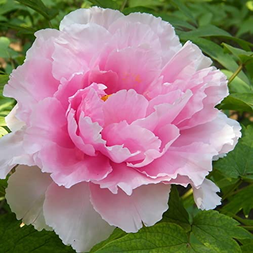 Haloppe 10 Stücke Pfingstrose Blumen Pflanzen Samen für Hausgarten Pflanzen, Blumensamen Mehrjährige Mischung Farbe Pfingstrose Bonsai Samen für Garten Rosa von Haloppe