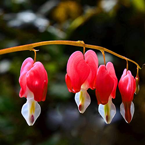 Haloppe 10 Stücke Tränendes Herz Blumen Pflanzen Samen für Hausgarten Pflanzen, Tränendes Herz Samen Mehrjährige Rote Bonsai Dicentra Samen für Balkon Rot von Haloppe