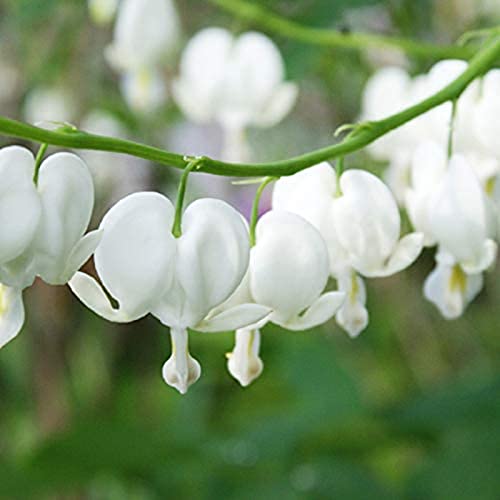 Haloppe 10 Stücke Tränendes Herz Blumen Pflanzen Samen für Hausgarten Pflanzen, Tränendes Herz Samen Mehrjährige Rote Bonsai Dicentra Samen für Balkon Weiß von Haloppe