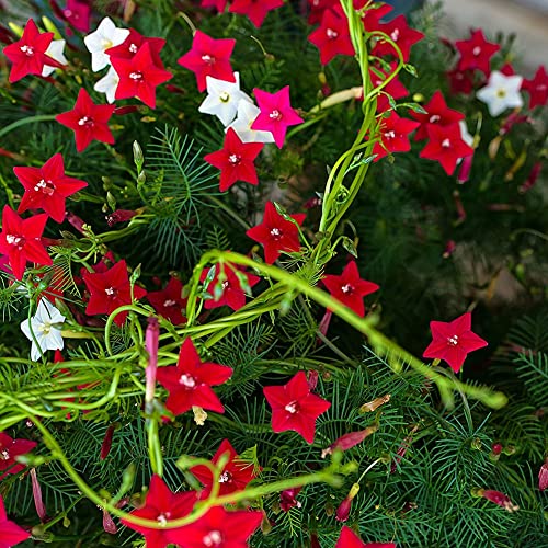 Haloppe 100/200 Stücke Cypress Vine Blumen Pflanzen Samen für Hausgarten Pflanzen, Cypress Vine Seeds Kletterpflanze Blumengarten Bonsai Home Decor 200pcs von Haloppe