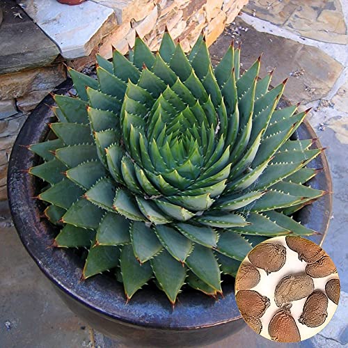 Haloppe 100 Stück Aloe-Pflanzensamen für die Hausgartenbepflanzung, Aloe Polyphylla-Samen, Garten-Sukkulenten, Haushalt, Büro, Hof, Gartenbau von Haloppe