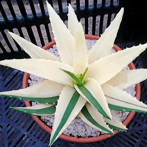 Haloppe 100 Stück Aloe Vera Blumen Pflanzensamen für die Hausgartenbepflanzung, seltene Aloe Vera Sukkulentenpflanze, mehrjährige Anti-Strahlungs-Hausgartensamen 8# Aloe-Vera-Samen von Haloppe