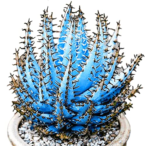 Haloppe 100 Stück Aloe Vera Pflanzensamen für die Bepflanzung des Hausgartens, Pflanzensamen, natürliche Mischfarbe, rustikale Aloe Vera-Samen Himmelblau von Haloppe