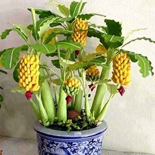 Haloppe 100 Stück Bananenbaum-Fruchtsamen zum Pflanzen im Hausgarten, seltene Zwerg-Bananenbaum-Samen, Mini-Bonsai, exotische Hausgarten-Obstpflanzen Haloppe 100 Stück Bananenbaum-Fruchtsamen zum Pflanzen im Hausgarten, seltene Zwerg-Bananenbaum-Samen, Mini-Bonsai, exotische Hausgarten-Obstpflanzen von Haloppe