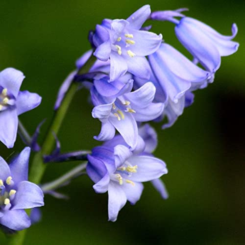 Haloppe 100 Stück Bluebell-Blumen, Pflanzensamen für die Bepflanzung des Hausgartens, Bluebell-Samen, Hyacinthoides, Non-Scripta-Samen für den Hof Saatgut von Haloppe