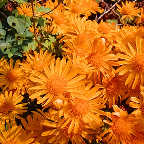 Haloppe 100 Stück Bodendecker-Chrysanthemen-Pflanzensamen für die Bepflanzung des Hausgartens, natürlicher Blumensamen für den Garten Orange von Haloppe