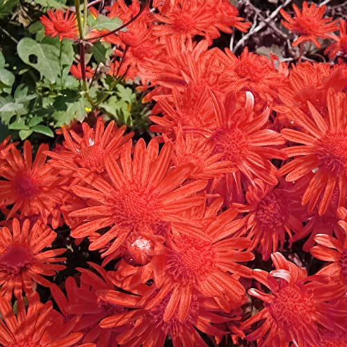 Haloppe 100 Stück Bodendecker-Chrysanthemen-Pflanzensamen für die Bepflanzung des Hausgartens, natürlicher Blumensamen für den Garten Rot von Haloppe