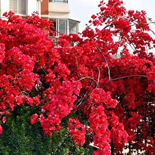 Haloppe 100 Stück Bougainvillea-Pflanzensamen für die Bepflanzung des Hausgartens, Bougainvillea-Samen, neutrale Klettersamen für den Hof Rot von Haloppe