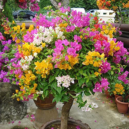 Haloppe 100 Stück Bougainvillea Speetabilis Blumen Pflanzen Samen für die Hausgartenbepflanzung, mehrfarbige Bougainvillea Speetabilis Samen DIY Hausgarten Blumenpflanze von Haloppe