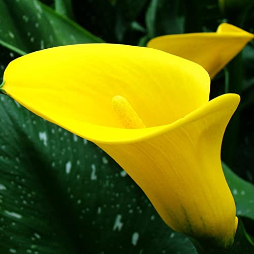 Haloppe 100 Stück Calla-Lilien-Blumen-Pflanzensamen für die Hausgartenbepflanzung, Zantedeschia Calla-Lilien-Samen, Bonsai-Topfpflanzung, Gartenblumen-Dekor Gelb von Haloppe