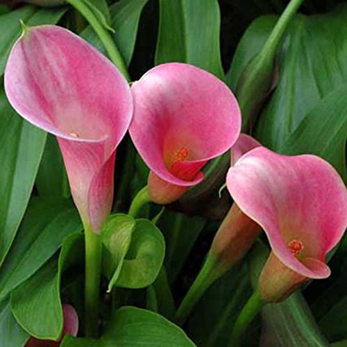 Haloppe 100 Stück Calla-Lilien-Blumen-Pflanzensamen für die Hausgartenbepflanzung, Zantedeschia Calla-Lilien-Samen, Bonsai-Topfpflanzung, Gartenblumen-Dekor Rosa von Haloppe